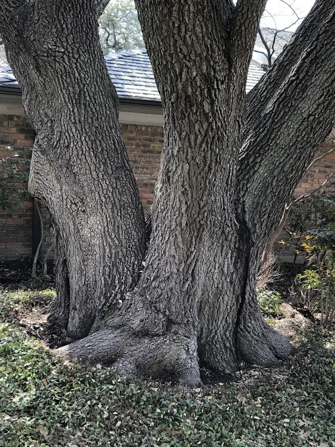 Mature heritage tree close to a Waldenburg property cared for by certified arborists
